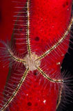 TSW400046U
Brittle Star on sponge, Belize.