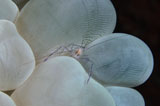 TSW400058U
Shrimp on bubble coral, Indonesia.