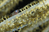 TSW400072U
Shrimp on a sea fan, Belize.