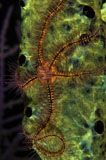 TSW400073U
Brittle Star on sponge, Belize.