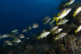 TSW400080U
School of schoolmaster snapper, Belize.