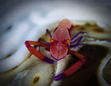 TSW400083U
Commensal shrimp, Fiji.