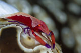 TSW400085U
Imperator Commensal Shrimp on Eyed Sea Cucumber.