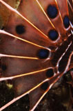 TSW400096U
Fin of a scorpionfish, Indonesia.