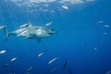 TSW400102U