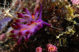 TSW400119U
Nudibranch, Fiji.