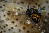 TSW400123U
Tiny nudibranch on sea cucumber, Australia.