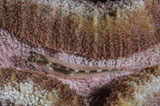 TSW400145U
Close-up of a goby, Indonesia.