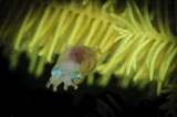 TSW400149U
Pygmy Cuttlefish, Indonesia.