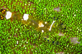TSW400155U
Bumblebee shrimp on adhesive anemone, Australia.