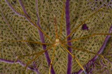 TSW400157U