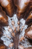 TSW400170U
Extreme close-up showing the detail of Mushroom coral, Indonesia