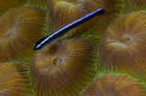 TSW400171U
Close-up of a goby on coral, Belize.