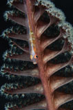 TSW400173U
Goby on a sea pen, Indonesia.
