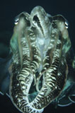 TSW400177U
Cuttlefish, Indonesia.