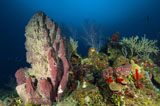 TSW400183U
Coral reef and sponges, Belize.