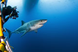 TSW400192U
Photographer taking a picture of a male great white shark.