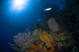 TSW400196U