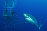 TSW400200U
Male great white shark and divers, Guadalupe Island, Mexico.
