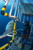 TSW400208U
Diver observes a male great white shark from inside a shark cage.