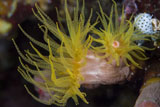 TSW400240U
Sea cups in Raja Ampat, Indonesia.
