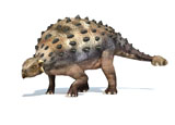 VET600002P
3D rendering of an Ankylosaurus dinosaur.