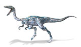 VET600003P
3D rendering of a Coelophysis dinosaur.