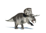 VET600007P
3D rendering of a Zuniceratops dinosaur.