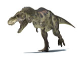VET600013P
3D rendering of a Tyrannosaurus Rex dinosaur.