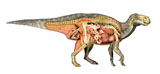 VET600015P
Internal anatomy of an Iguanodon dinosaur.