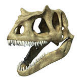VET600018P
3D rendering of an Allosaurus skull.