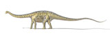 VET600019P
3D rendering of a Diplodocus dinosaur with full skeleton superimposed.