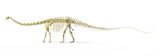VET600020P
3D rendering of a Diplodocus dinosaur skeleton.