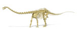 VET600021P
3D rendering of a Diplodocus dinosaur skeleton.