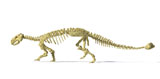 VET600025P
3D rendering of an Ankylosaurus dinosaur skeleton.