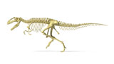 VET600026P
3D rendering of a Giganotosaurus dinosaur skeleton.