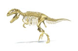 VET600027P
3D rendering of a Giganotosaurus dinosaur skeleton.