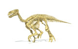 VET600028P
3D rendering of an Iguanodon dinosaur skeleton.