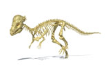 VET600031P
3D rendering of a Pachycephalosaurus dinosaur skeleton.