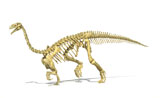 VET600032P
3D rendering of a Plateosaurus dinosaur skeleton.