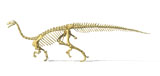 VET600033P
3D rendering of a Plateosaurus dinosaur skeleton.