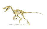 VET600034P
3D rendering of a Velociraptor dinosaur skeleton.