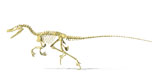 VET600035P
3D rendering of a Velociraptor dinosaur skeleton.