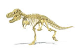 VET600036P
3D rendering of a Tyrannosaurus Rex dinosaur skeleton.