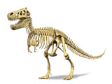 VET600037P
3D rendering of a Tyrannosaurus Rex dinosaur skeleton.