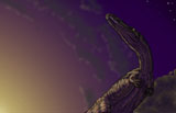 VVA600017P
Torvosaurus, a megalosaurid dinosaur from the Jurassic period.