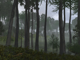WMY100148P
A forest of Cordaites and Araucaria.