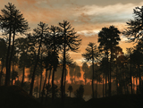 WMY100149P
A forest of Cordaites and Araucaria silhouetted against a colorful sunset.