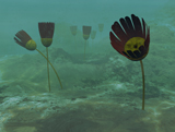 WMY100160P
Species of the genus Dinomischus populate the ocean floor 505 million years ago.