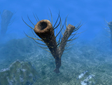 WMY100161P
A species of Pirania, a primitive sponge that populated the ocean floors 505 million years ago.